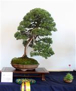 Best in Show Murray Robertson
Lanarkshire Bonsai Club